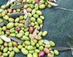 Olive harvest net