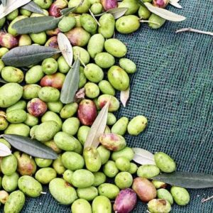 Olive harvest net