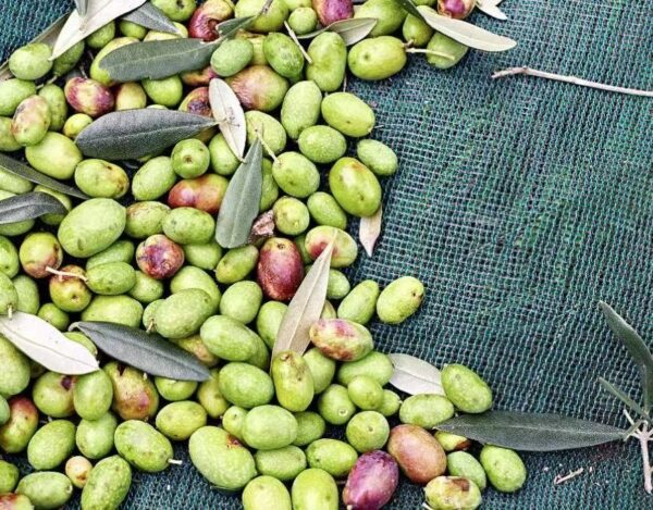 Olive harvest net