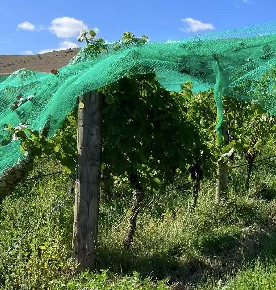 Knitted bird net