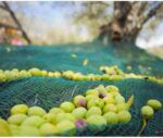 Olive harvest net