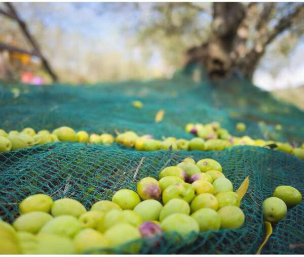 Olive harvest net