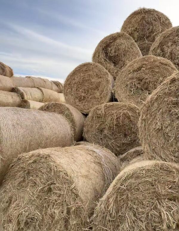 Bale Net Warp